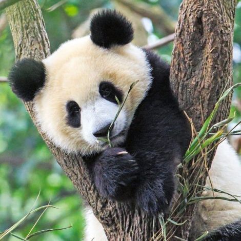 Puzzle Panda, Leu Si Tigru, 3X49 Piese - poza 1