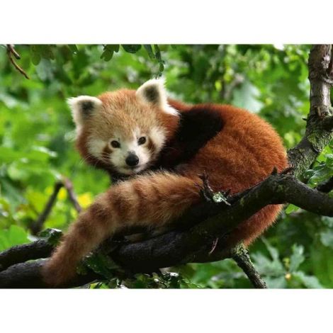 Puzzle Panda Rosu, 500 Piese - poza 1