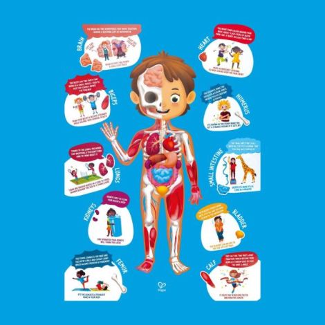 Puzzle pentru copii - Corpul Uman (61 piese) - poza 4