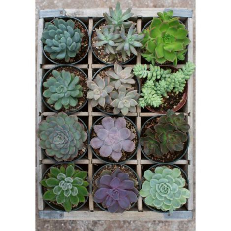 PUZZLE PLANTE SUCULENTE, 300 PIESE - poza 3