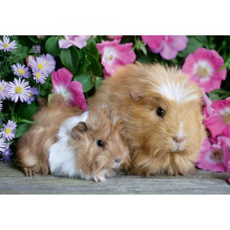 PUZZLE PORCUSOR DE GUINEA SI IEPURAS, 2x12 PIESE - poza 3