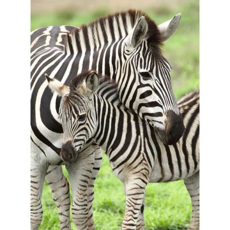 PUZZLE ZEBRE, 300 PIESE - poza 2