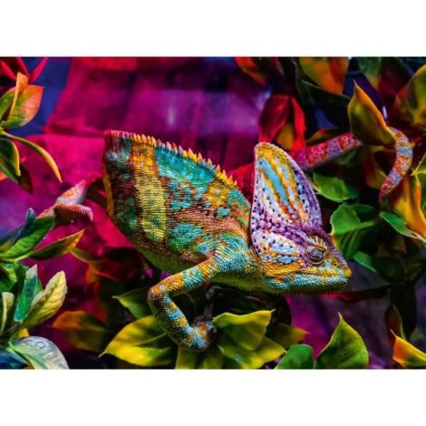 Ravensburger - Puzzle animale colorate cameleon 500 piese - poza 3