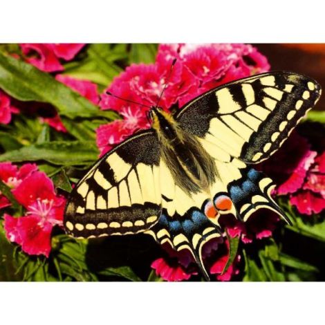 Ravensburger - Puzzle animale colorate fluture 500 piese - poza 3
