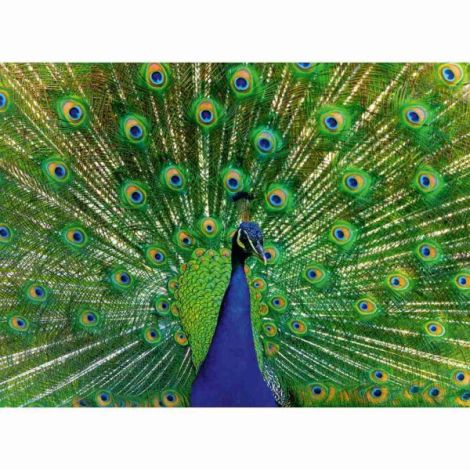 Ravensburger - Puzzle animale colorate paun 500 piese - poza 3