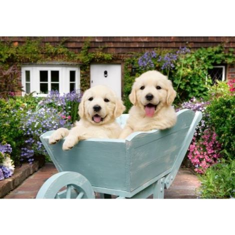 Ravensburger - Puzzle pentru varstnici Golden Retriever cu sablon de imagine si suport din carton 200 piese mari XL - poza 3