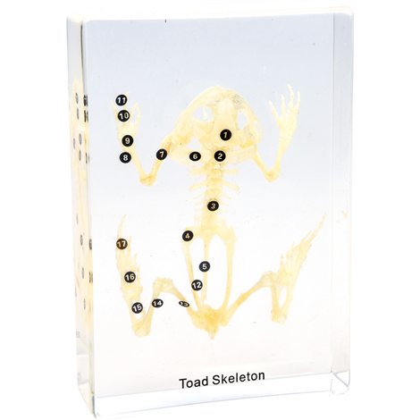 Schelet broasca in plexiglas, 14 x 9,6 x 3,4 cm, pentru laboratoare scolare, uz didactic