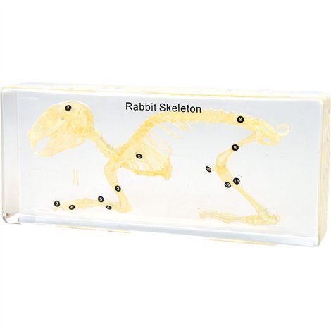 Schelet iepure in plexiglas, 19,8 x 8,2 x 4 cm, pentru laboratoare scolare, uz didactic