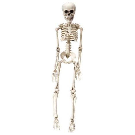 Schelet pozabil 50 cm - poza 1