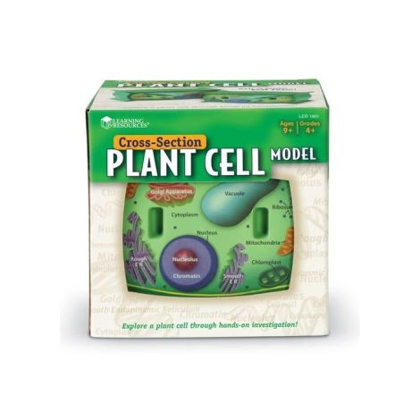 Sectiunea celulei plantei - poza 4