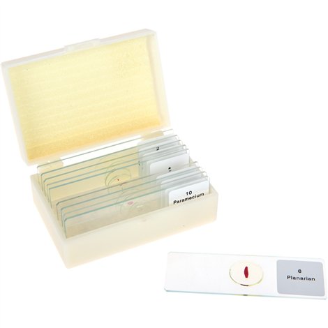 Set 10 lamele cu preparate microscopice, Ce traieste intr-un strop de apa, 7,6 x 2,5 x 0,1 cm, uz didactic