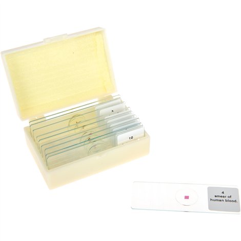 Set 10 lamele cu preparate microscopice, Natura, 7,6 x 2,5 x 0,1 cm, uz didactic