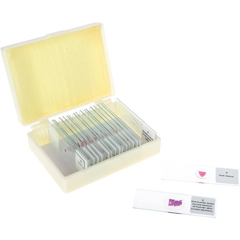 Set 20 lamele cu preparate microscopice, Tesuturi umane, 7,6 x 2,5 x 0,1 cm, uz didactic