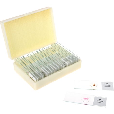 Set 30 lamele cu preparate microscopice, Zoologie, 7,6 x 2,5 x 0,1 cm, uz didactic