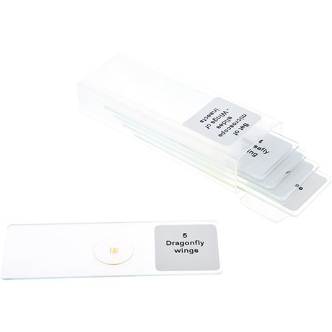 Set 5 lamele cu preparate microscopice, Aripi de insecte, 7,6 x 2,5 x 0,1 cm, uz didactic