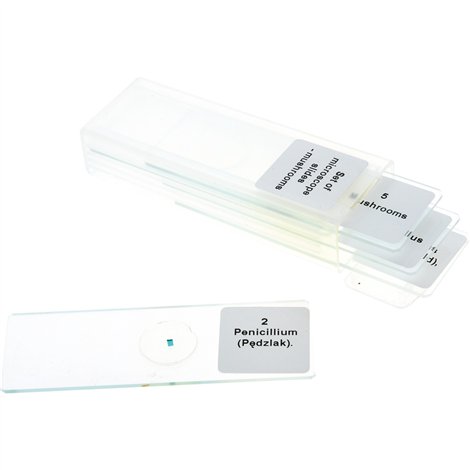 Set 5 lamele cu preparate microscopice, Ciuperci, 7,6 x 2,5 x 0,1 cm, uz didactic