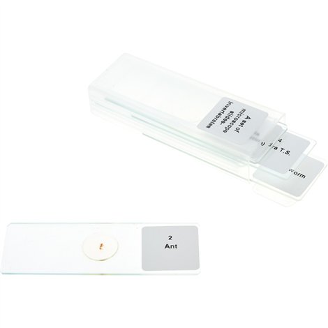 Set 5 lamele cu preparate microscopice, Nevertebrate, 7,6 x 2,5 x 0,1 cm, uz didactic