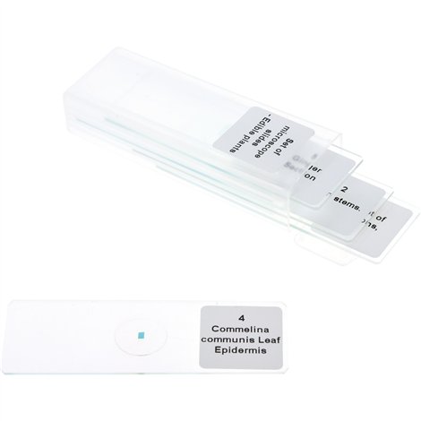 Set 5 lamele cu preparate microscopice, Plante comestibile, 7,6 x 2,5 x 0,1 cm, uz didactic