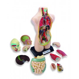 Set Anatomia Umana 50 cm - poza 1