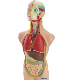 Set Anatomia Umana 50 cm - poza 5