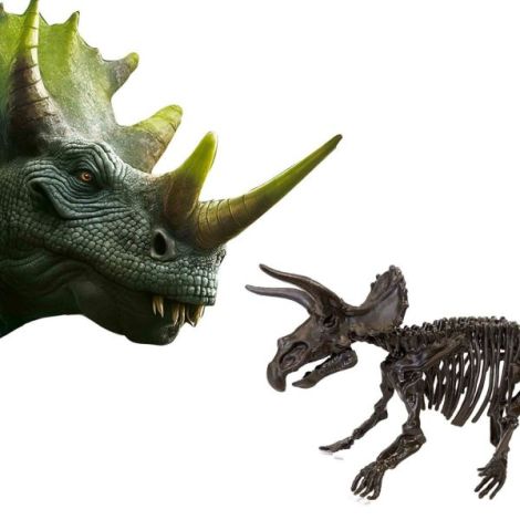 Set creativ Dino si excavarea scheletului 2 in 1 - Triceratops - poza 5