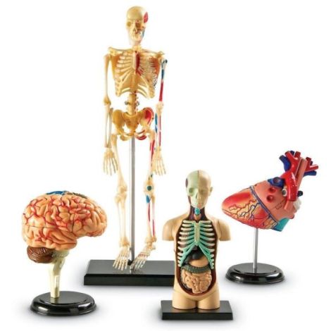 Set machete - anatomie - poza 1