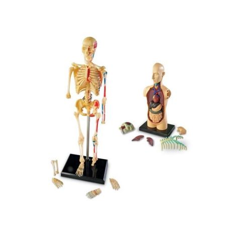 Set machete - anatomie - poza 2