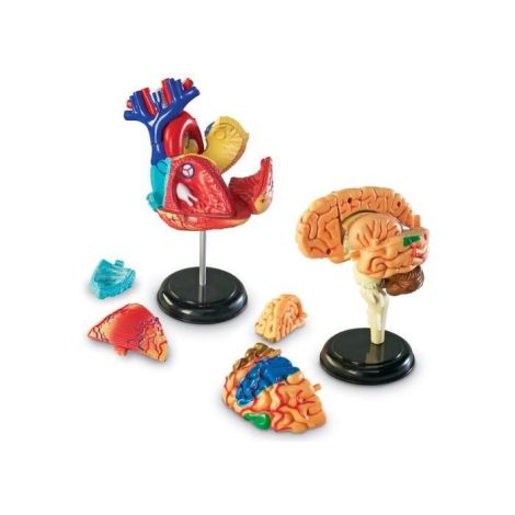 Set machete - anatomie - poza 3