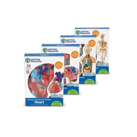 Set machete - anatomie - poza 4