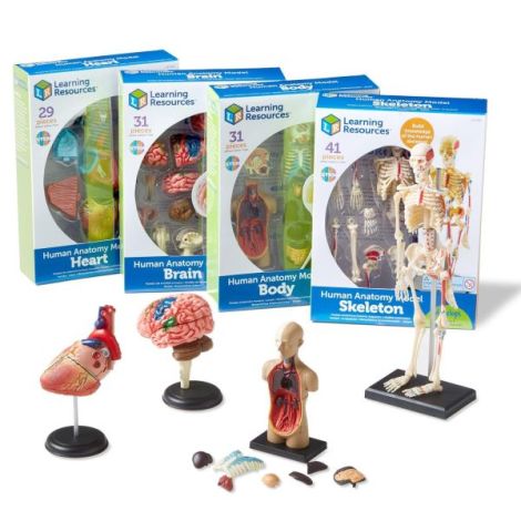 Set machete - anatomie - poza 5