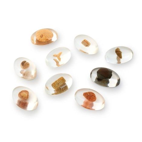 Specimen Stones, pietre din acril cu fosile - poza 5