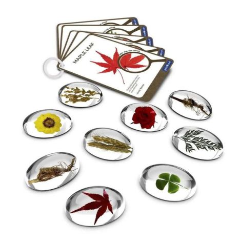 Specimen Stones, pietre din acril cu plante, Guidecraft - poza 4