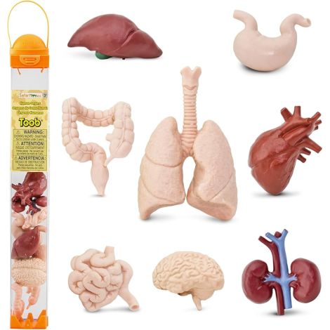 Tub 8 figurine - Organele corpului - poza 1