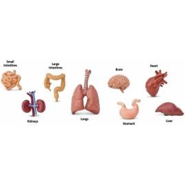 Tub 8 figurine - Organele corpului - poza 2
